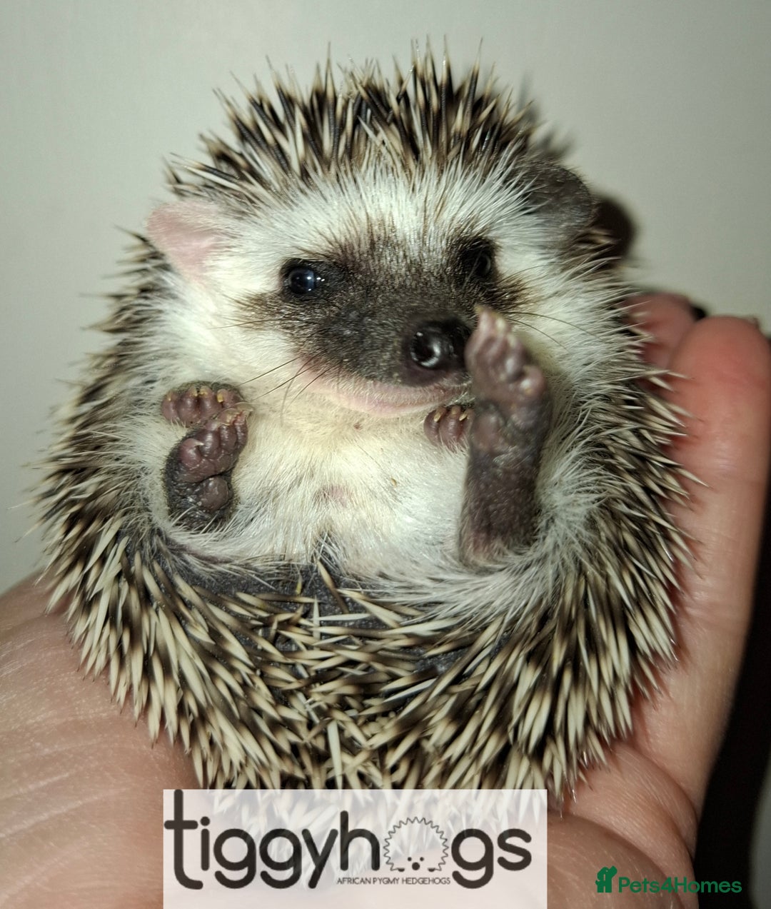 Pygmy Hedgehog rodents for sale: Handsome boys available-new pics added 5/8 - Image 5