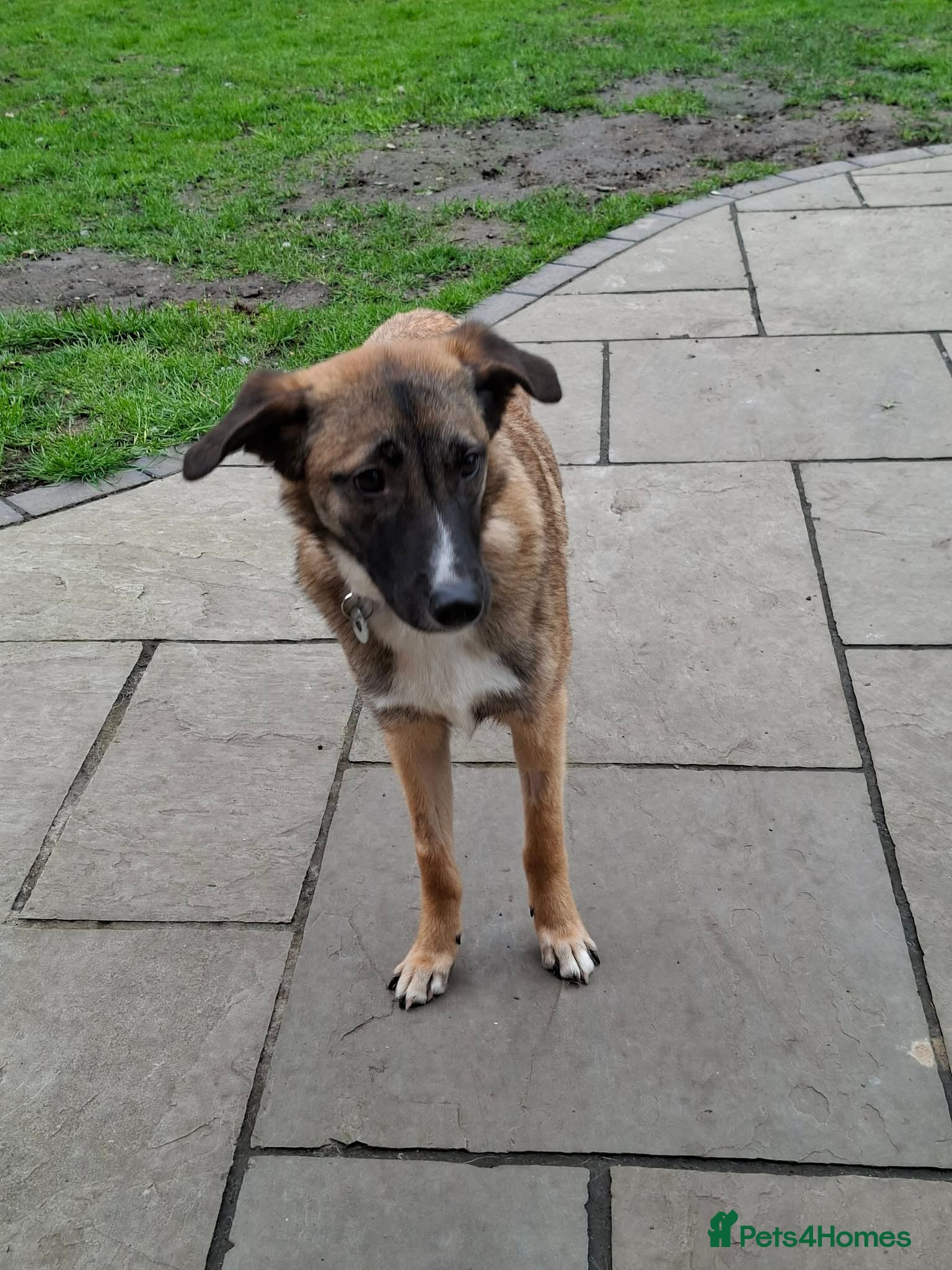 Mixed Breed dogs for adoption: Rox - north Walsham Norfolk  in North Walsham - Advert 16