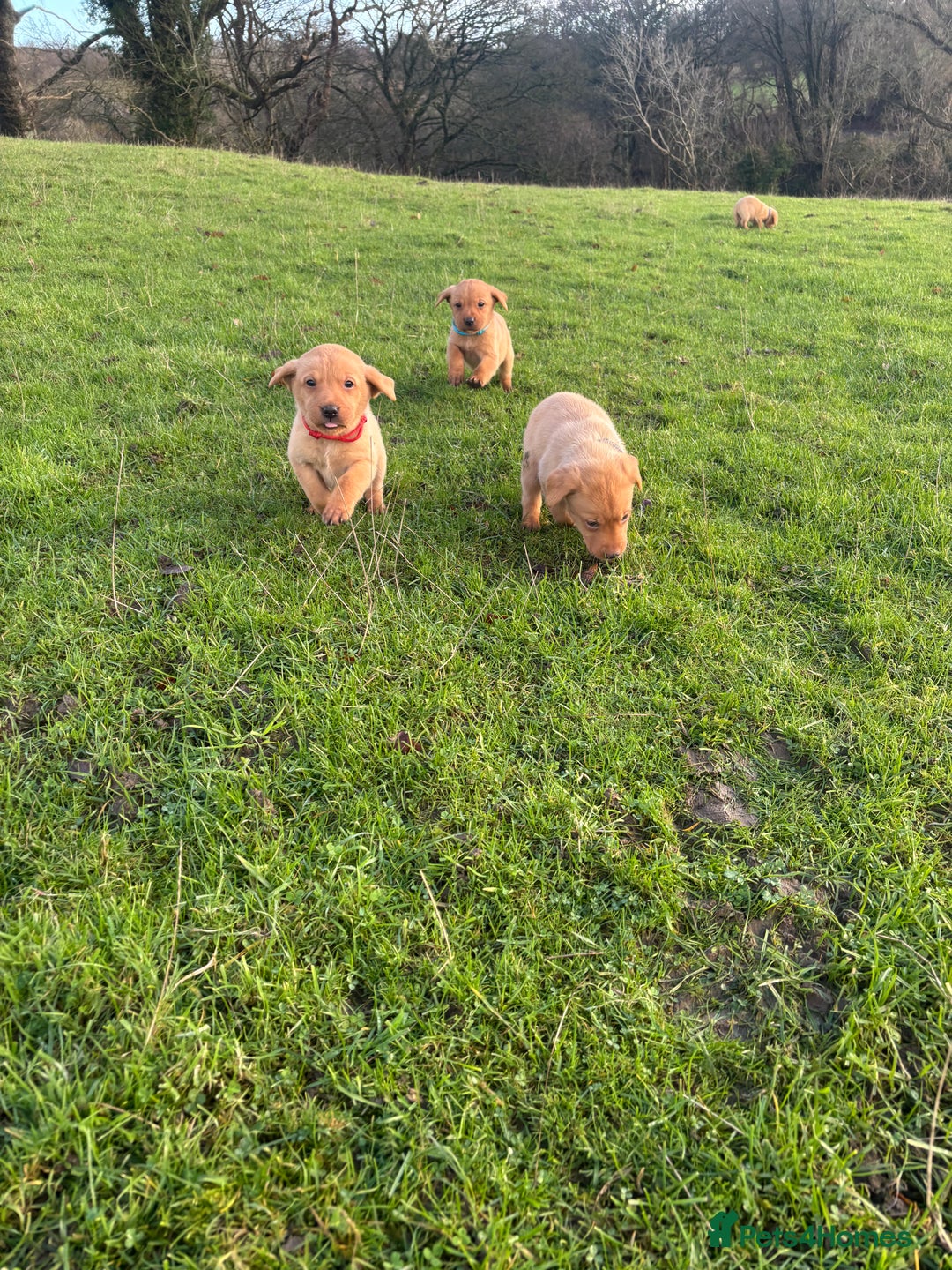 Labrador Retriever dogs for sale: KC Registered Litter of 9 fox red Labrador Puppies - Advert 11