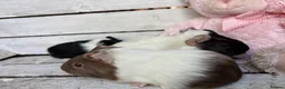 Guinea Pig rodents for sale: Trio of beautiful female baby guinea pigs for sale - Advert 3