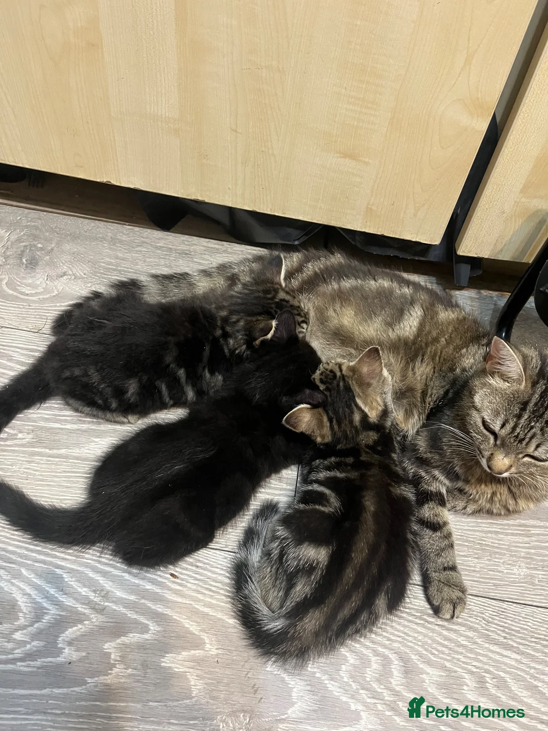 Mixed Breed cats for sale: Reduced kittens for sale  - Advert 2
