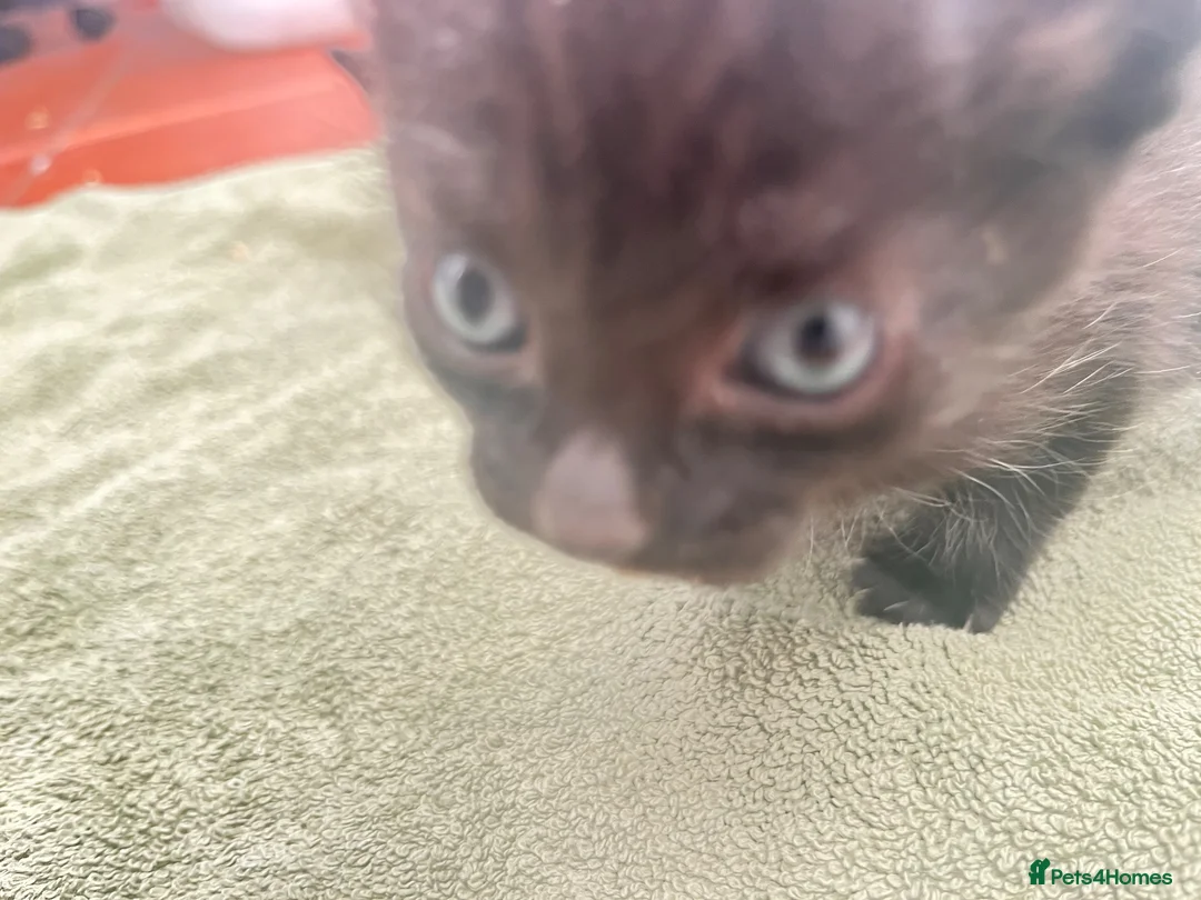 Mixed Breed cats for sale: Beautiful tuxedo kittens - Advert 8