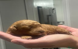 Toy Poodle dogs for sale: Red toy poodle  - Image 4