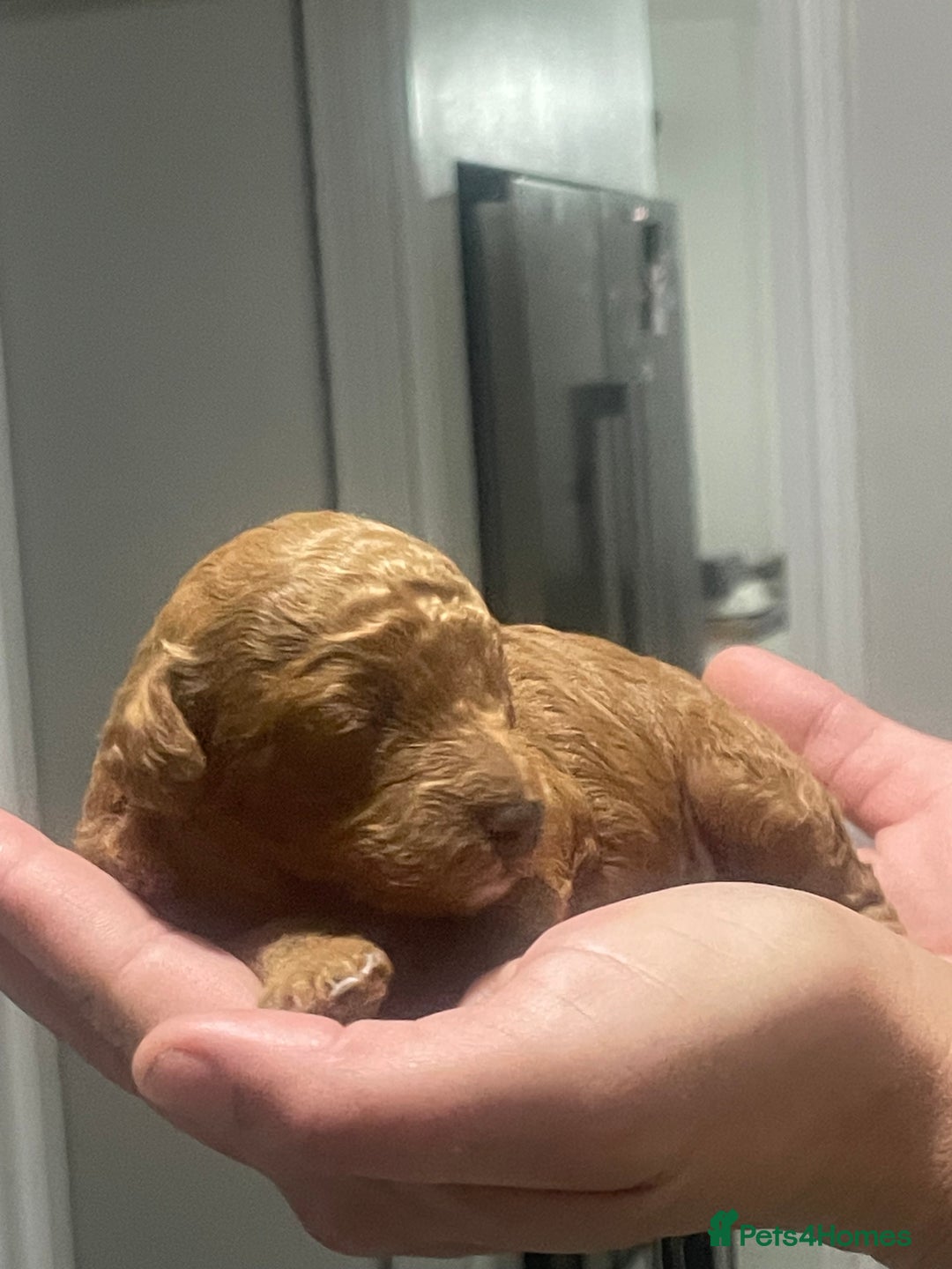 Toy Poodle dogs for sale: Red toy poodle  - Image 4
