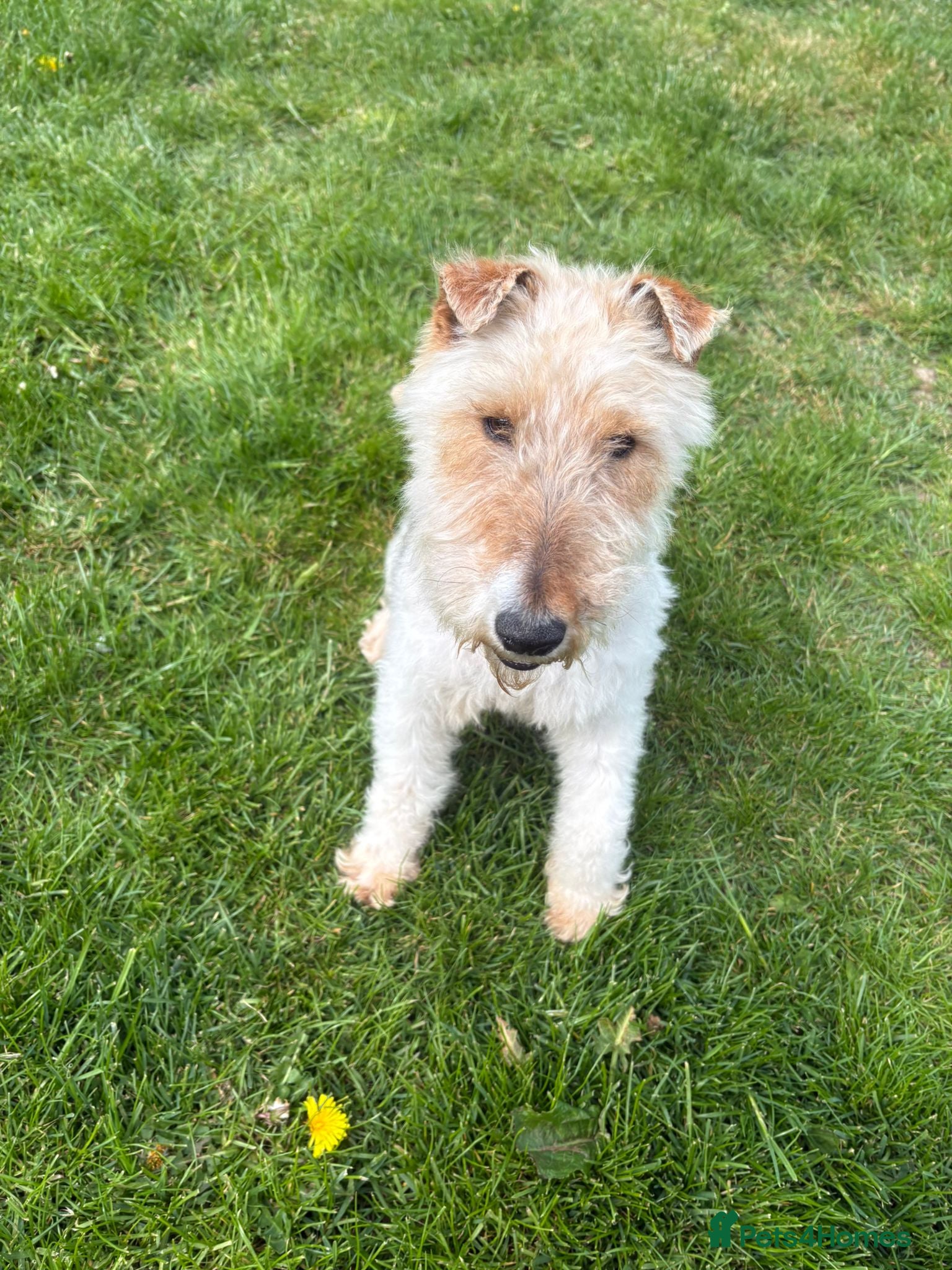 Fox Terrier dogs Fox terrier for sale - Advert 4