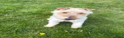 Fox Terrier dogs for sale: Fox terrier for sale in Darlington - Advert 1
