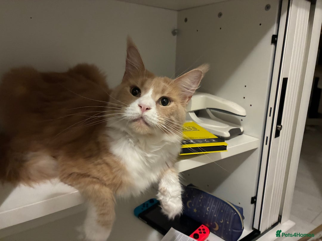 Maine Coon cats for sale: Classic Cream Tabby TICA REG - Advert 4