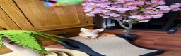 Abyssinian cats for sale: ❤️🏆 Outstanding Abyssinian Kittens Available 🏆❤️ - Advert 18
