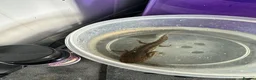 Other/Mixed Breed fish for sale: Axolotls for sale in Axminster - Advert 5