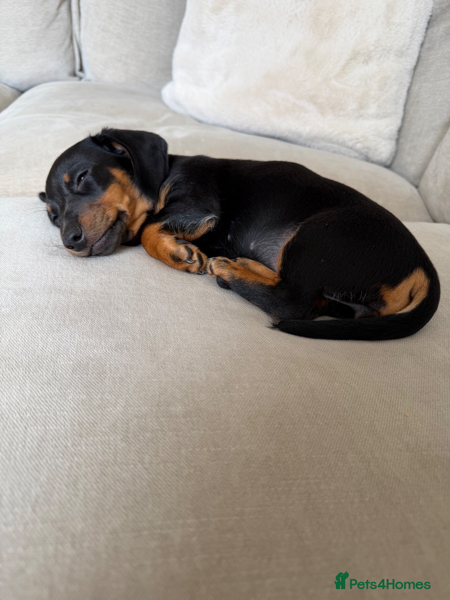 Miniature Dachshund dogs Miniature Dachshund 4 months old  - Advert 1