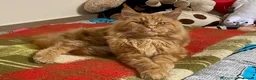 Maine Coon cats for sale: Maine Coon Kittens 2 males  - Advert 13