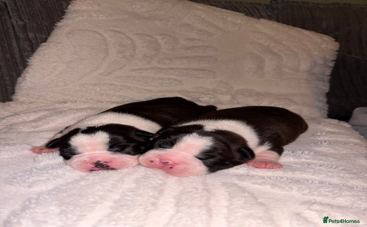 Boston Terrier dogs - Advert 1