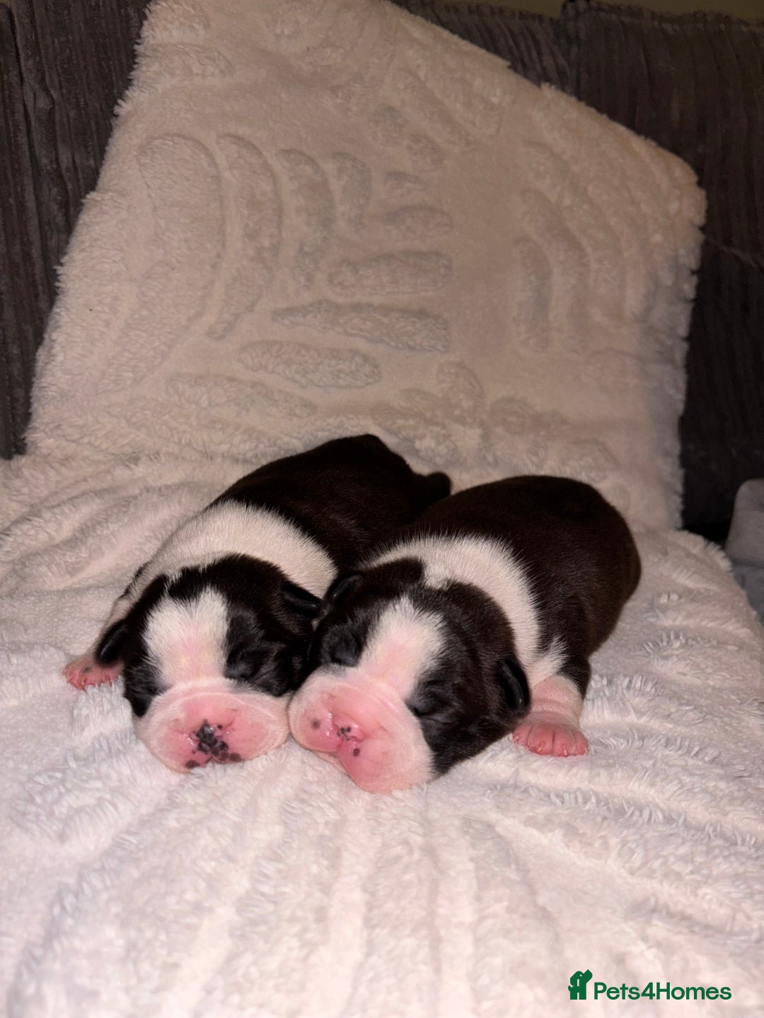 Boston Terrier dogs for sale: Pedigree KC reg Boston-Terrier puppies for sale! - Image 1