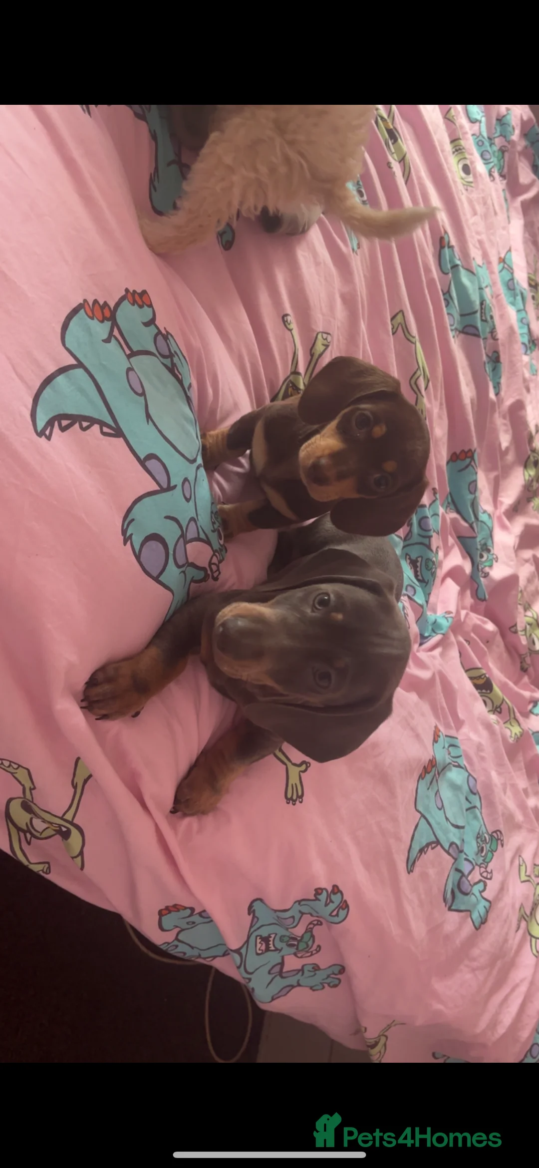 Dachshund dogs for sale: Dachshund puppies - Advert 2
