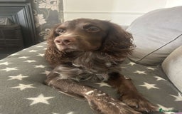 Cocker Spaniel dogs for stud: Chase - Image 2