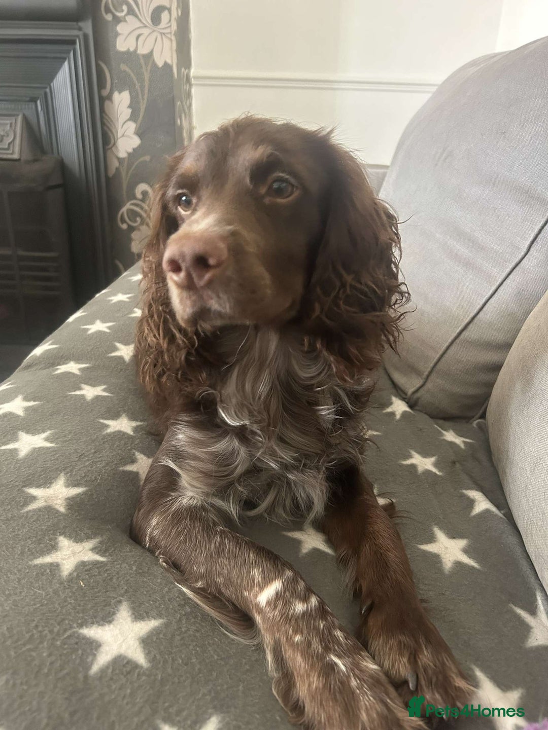 Cocker Spaniel dogs for stud: Chase - Image 2