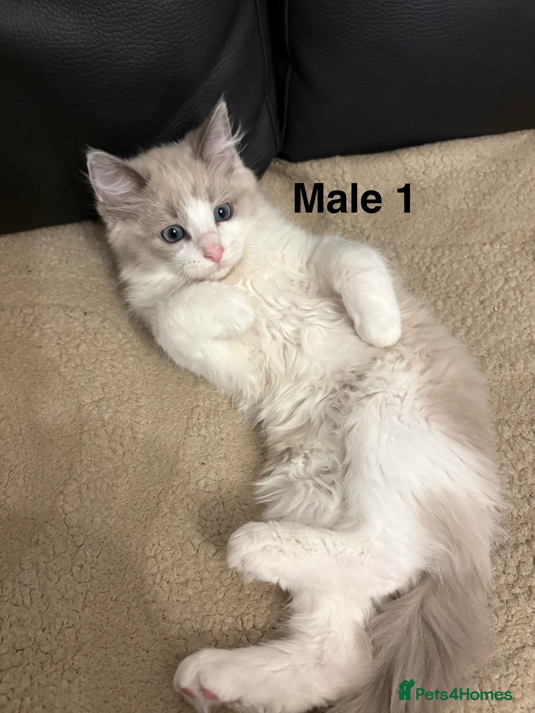 Ragdoll cats for sale: Six Ragdoll Kittens For Sale  - Advert 10