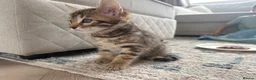 Bengal cats for sale: Bengal x  - Advert 6