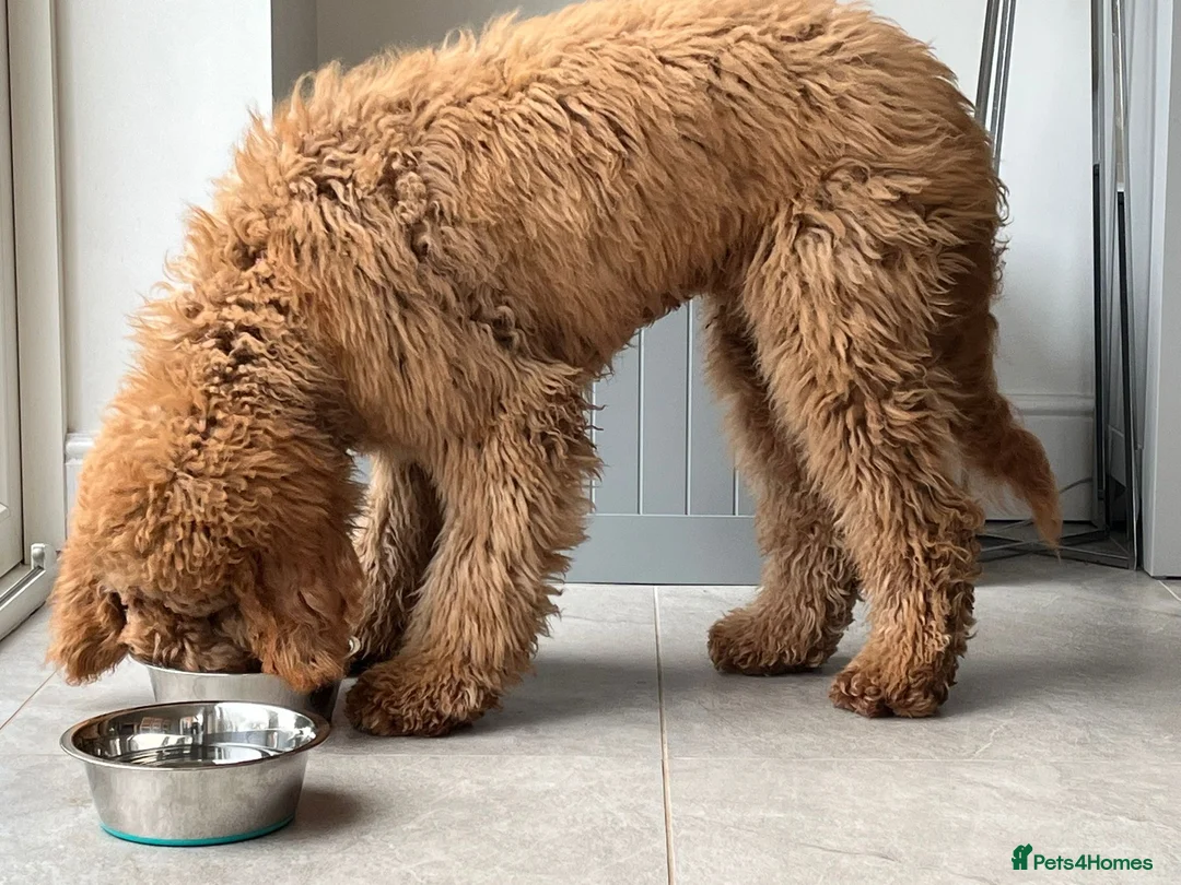 Goldendoodle dogs for sale: 4th generation standard dark red Goldendoodles  - Advert 2