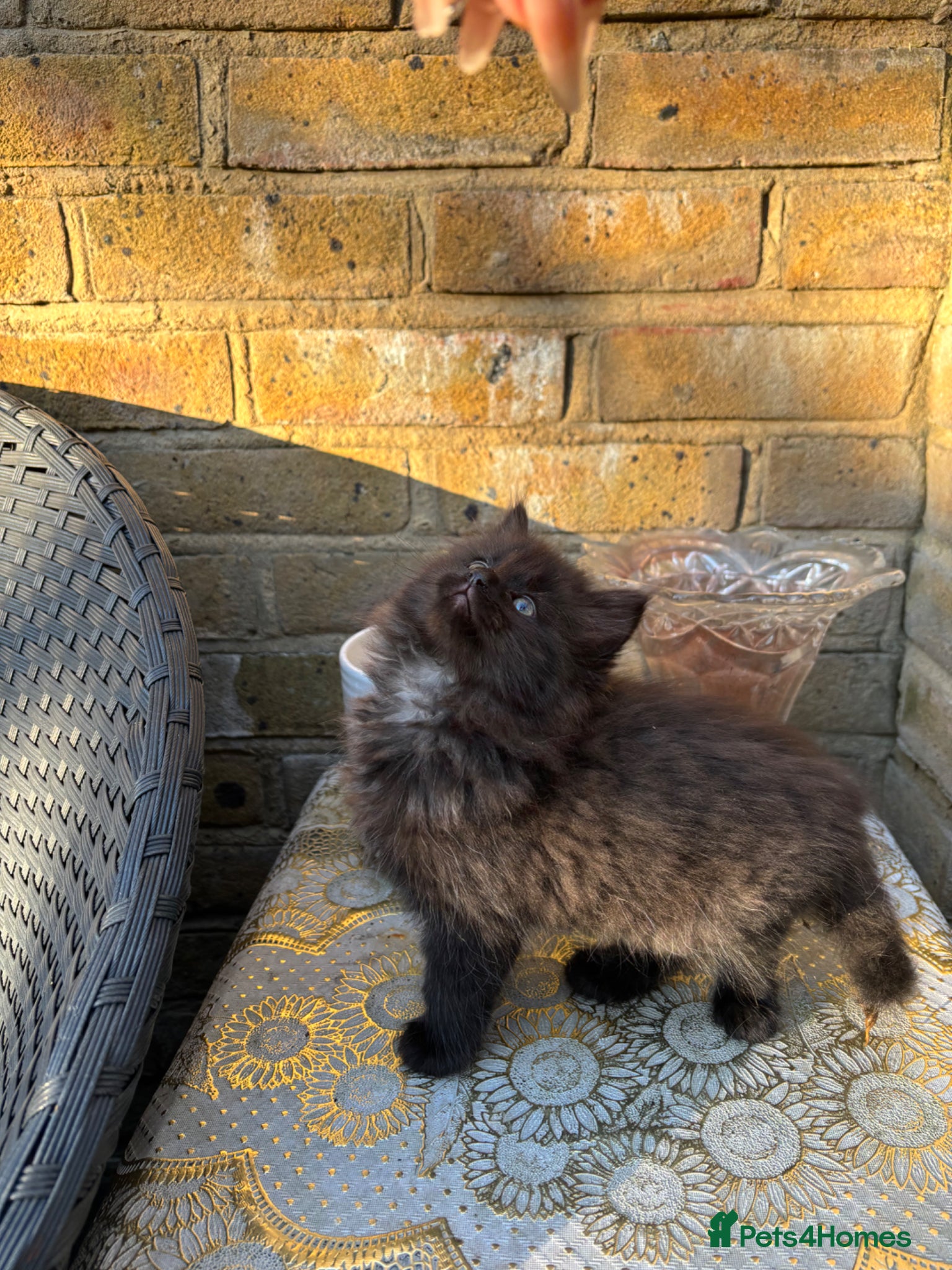 Norwegian Forest Cat cats Adorable Norwegian forest kittens ready to leave  - Advert 2