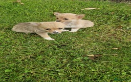 Chihuahua dogs for sale: Chihuahua puppies - Image 2