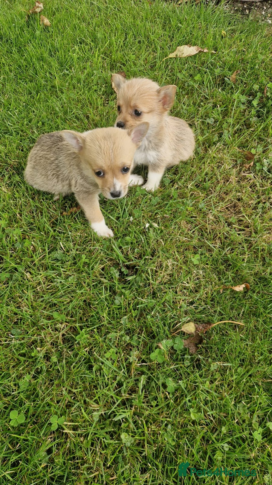 Chihuahua dogs for sale: Chihuahua puppies - Image 2