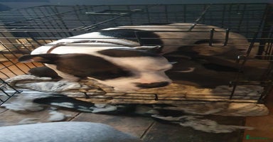 Staffordshire Bull Terrier dogs Blue staffordshire bull terrier pups - Advert 7