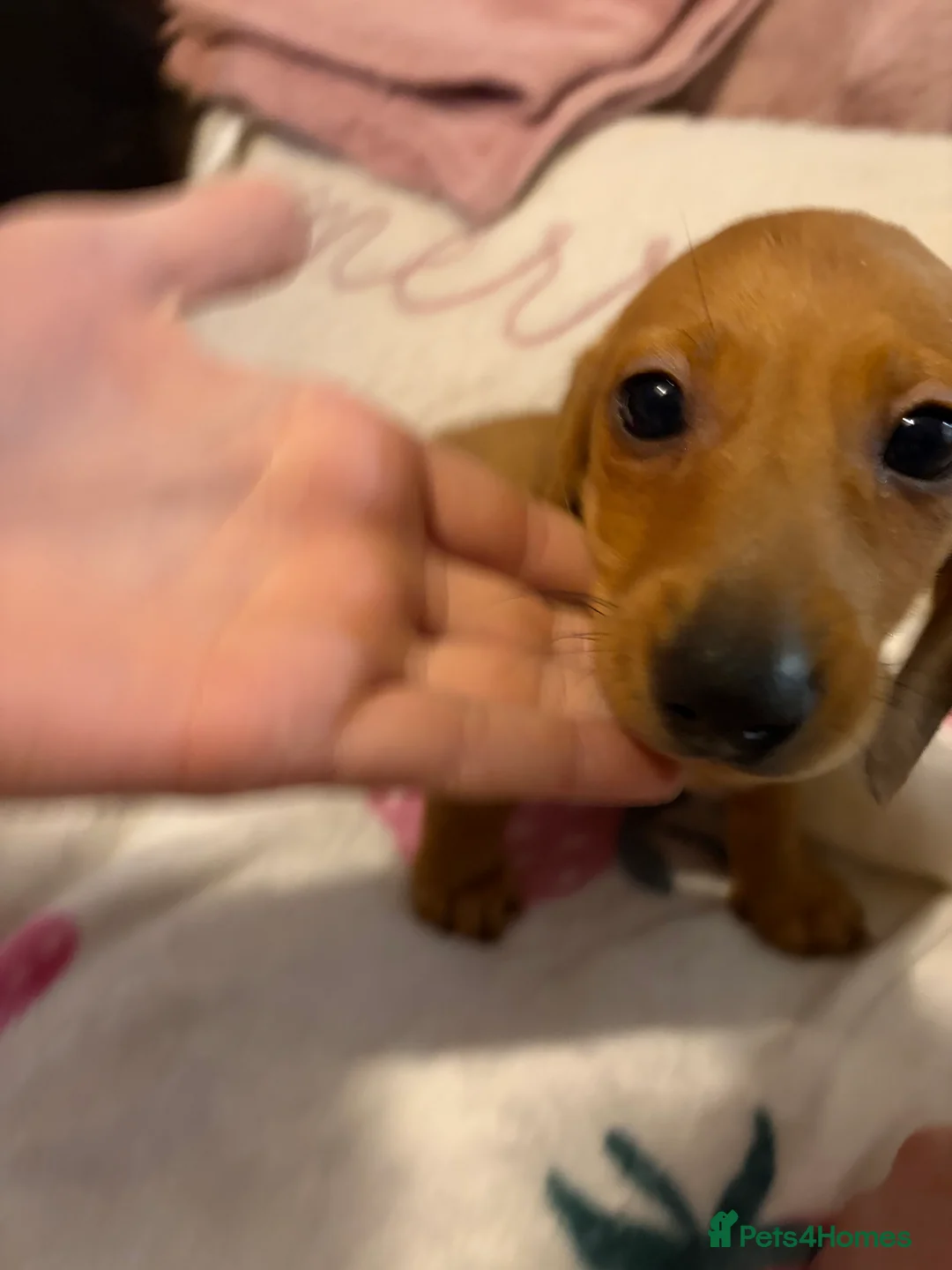 Dachshund dogs for sale: Dachshund puppies  in Sandbach - Advert 18