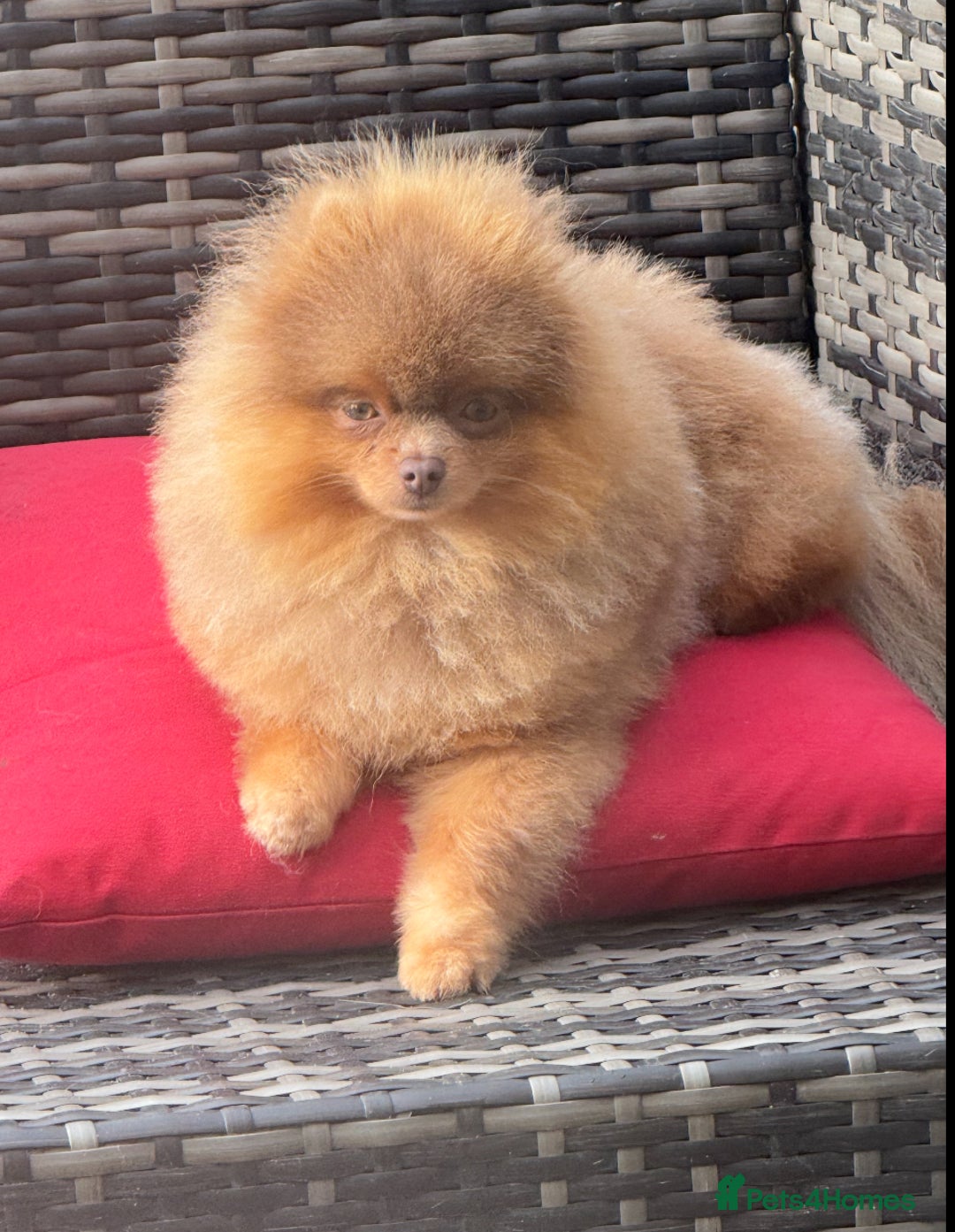 Pomeranian dogs for stud: Outstanding Tiny kc registered Lilac Tan stud  in Pontefract - Advert 1