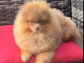 Pomeranian dogs Outstanding Tiny kc registered Lilac Tan stud in Pontefract - Advert 19
