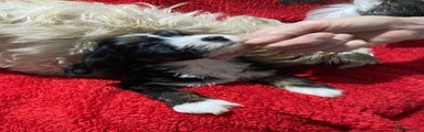 Chinese Crested powder puff Puppy 5