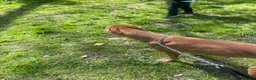 Lurcher dogs for sale: Male lurcher  in Wrexham - Advert 3