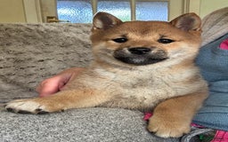 Japanese Shiba Inu dogs for sale: KC reg Japanese Shiba Inu puppies  - Image 21