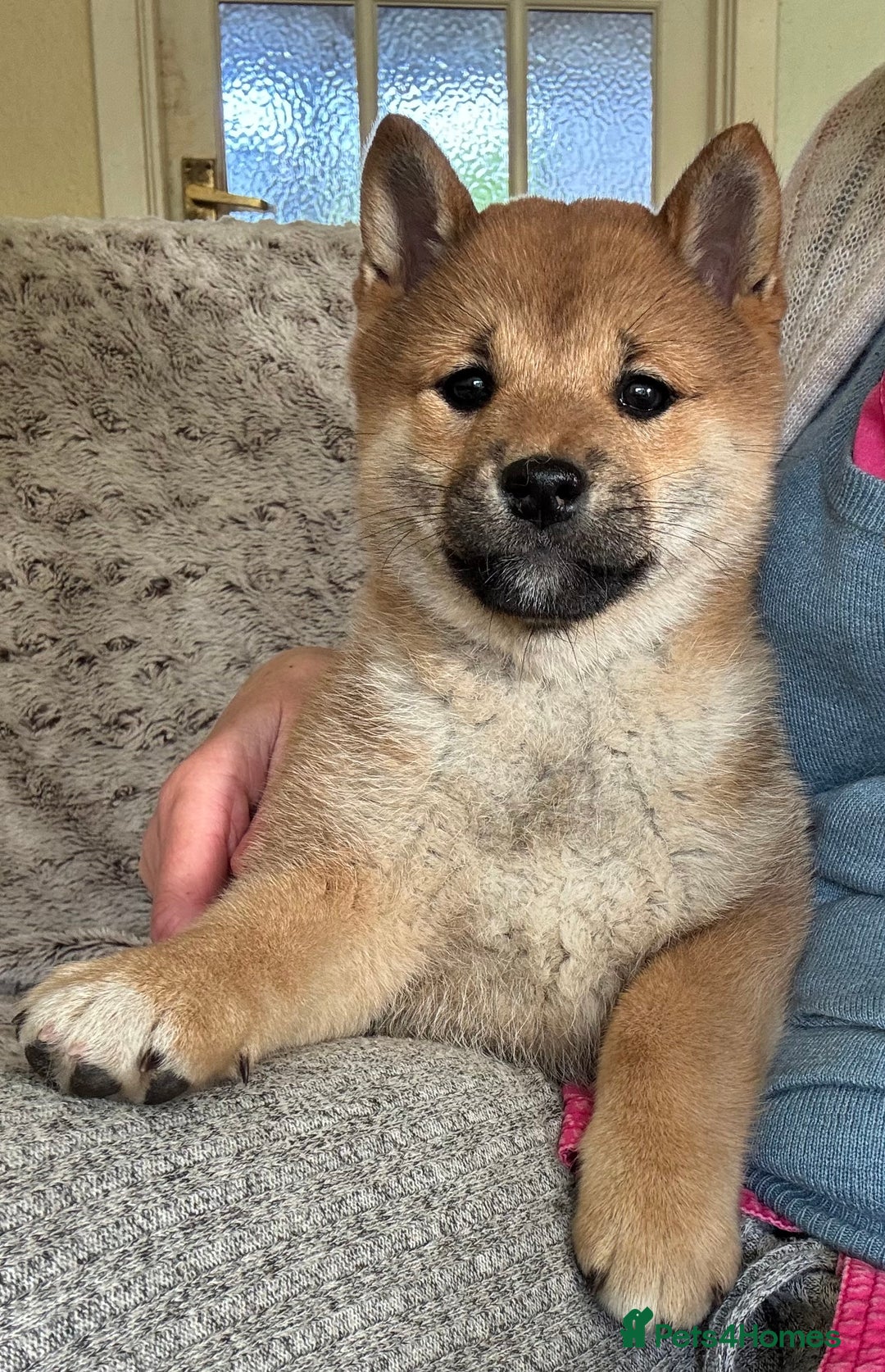 Japanese Shiba Inu dogs for sale: KC reg Japanese Shiba Inu puppies  - Image 21