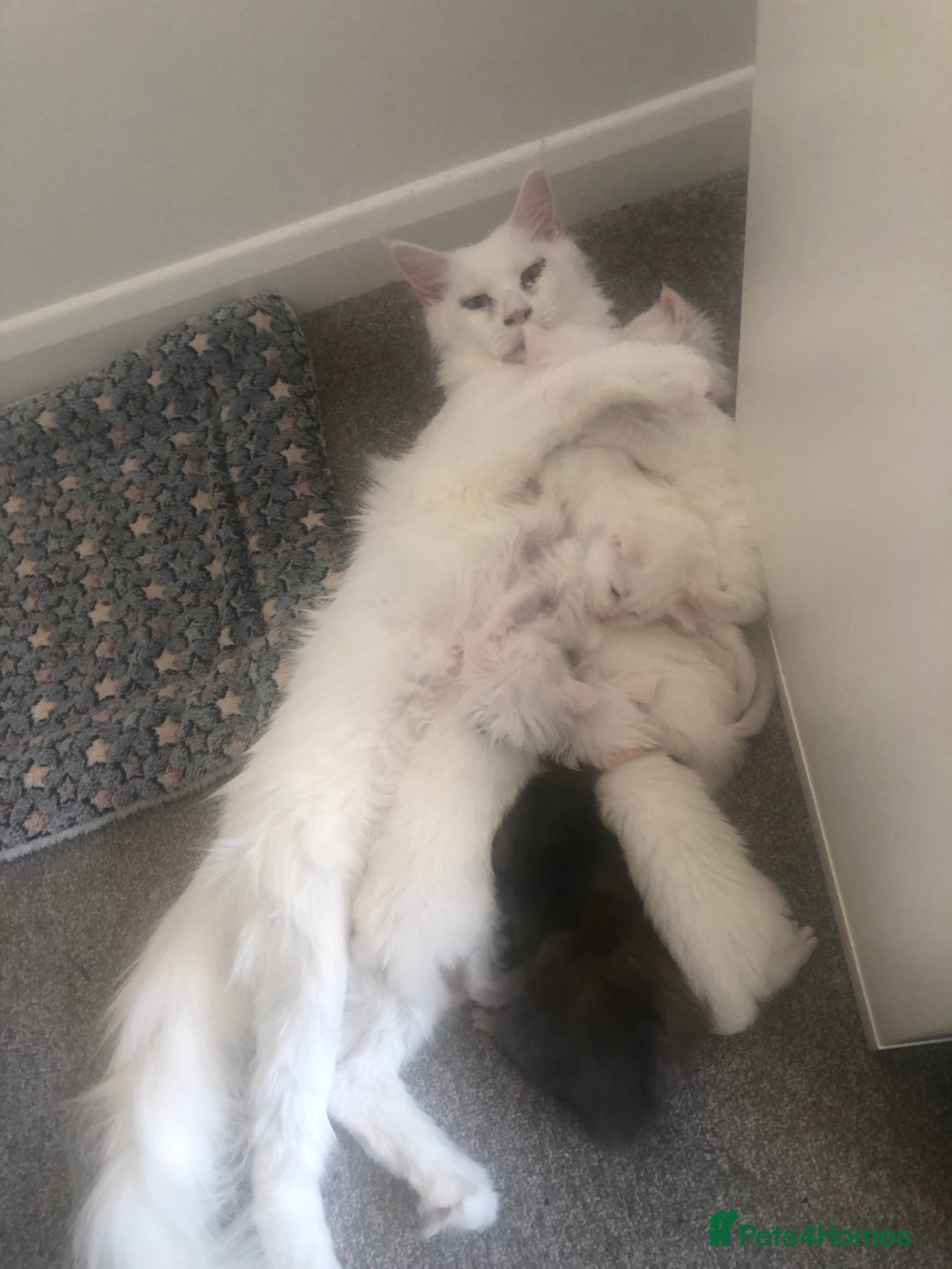 Maine Coon cats for sale: White Maine Coon GCCF - Image 39