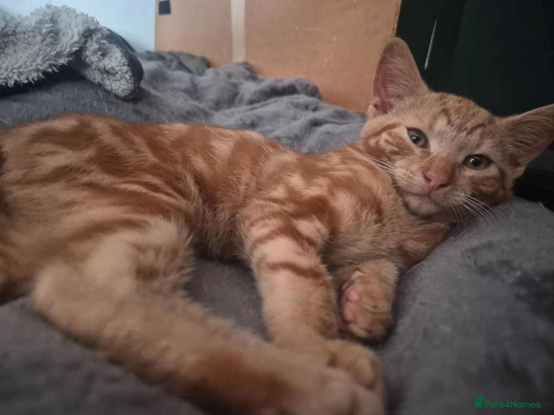 Mixed Breed cats for sale: Pumpkin, cute tabby ginger girl - Advert 1