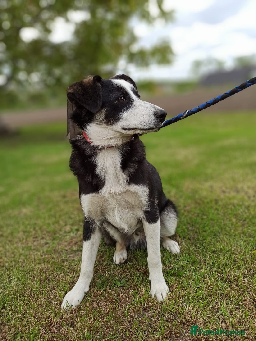 Mixed Breed dogs for adoption: 💙BENNY💙 – Dreams of His First Birthday at Home - Advert 6