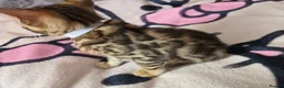 Bengal cats for sale: 😺5 Exceptional Bengal Kittens 😸 male - Advert 17
