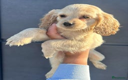 Cockapoo dogs for sale: Stunning cockapoo puppies - Image 13