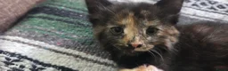 Mixed Breed cats for sale: Kittens for sale  - Advert 20