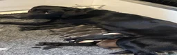 Labrador Retriever dogs for sale: Health Tested KC Registered Labrador Pups - Advert 2