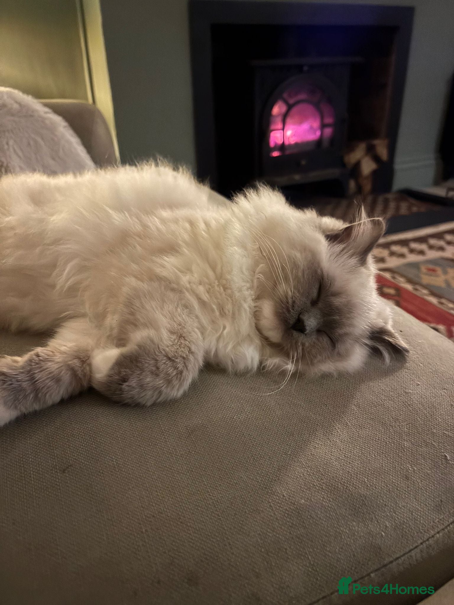 Ragdoll cats for sale: Stunning Ragdoll Kittens - 2.5 weeks old. - Advert 7