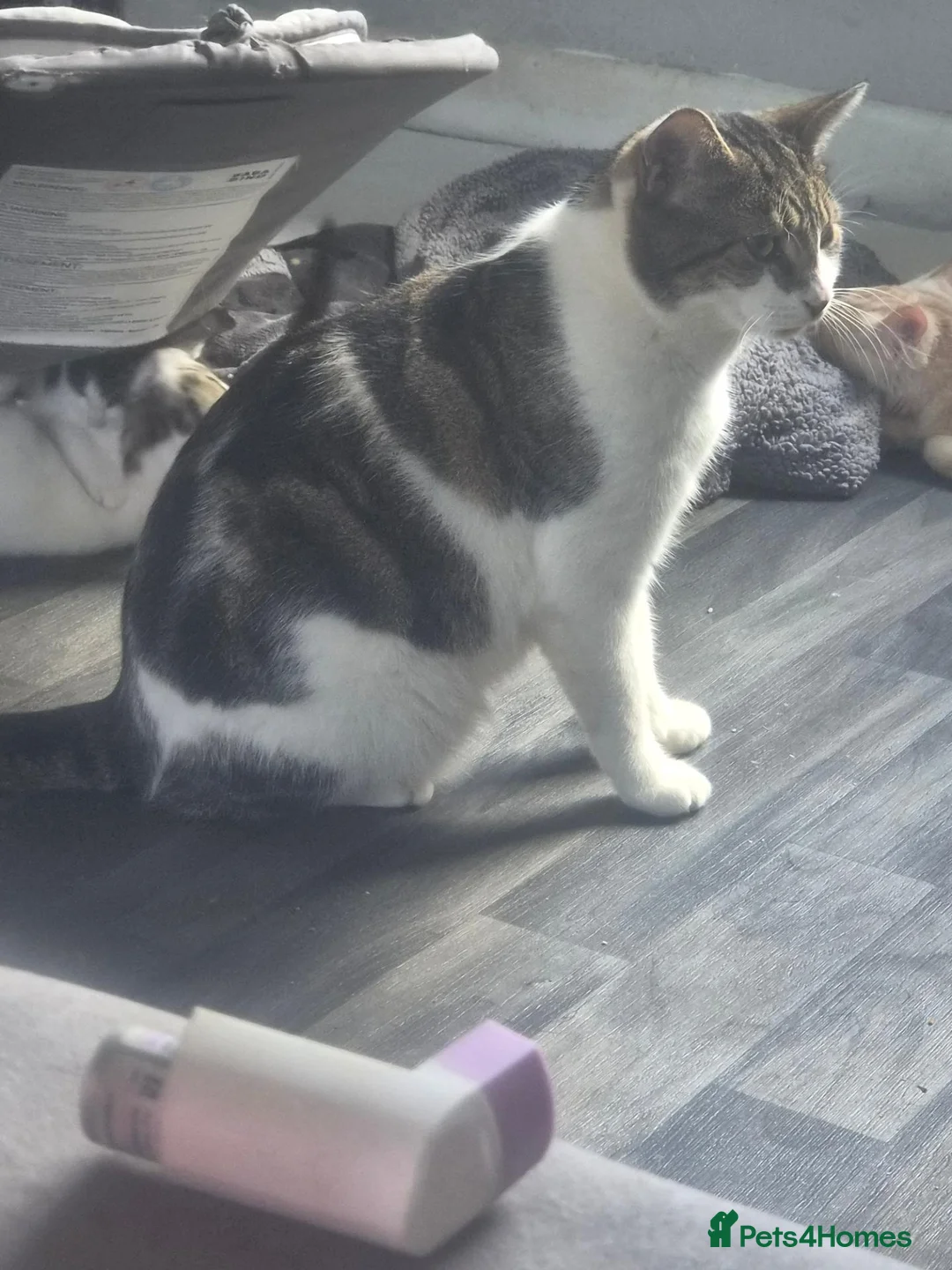 Domestic Shorthair cats for sale: Playfull kittens - Advert 2