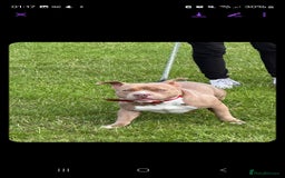 Mixed Breed dogs for sale: Siberian Husky x Pocket Bully  - Image 16