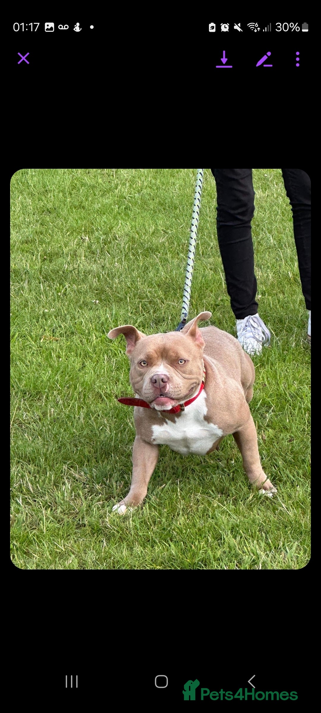 Mixed Breed dogs for sale: Siberian Husky x Pocket Bully  - Image 16