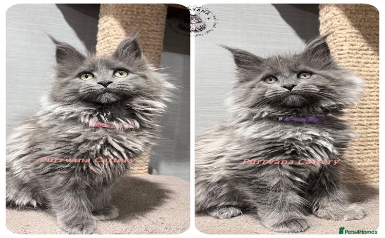 Maine Coon cats TICA registration Stunning Maine coon kittens - Advert 10