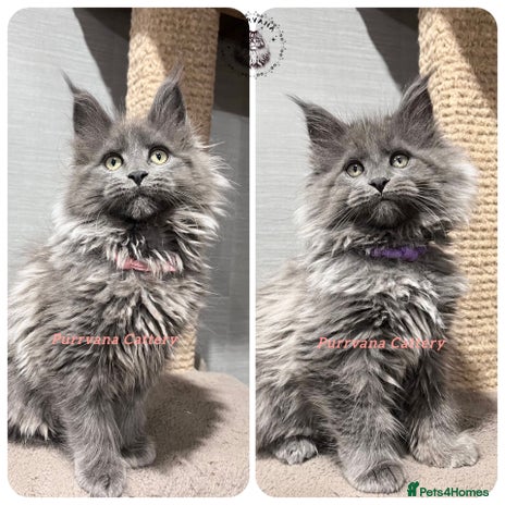 Maine Coon cats TICA registration Stunning Maine coon kittens - Advert 3