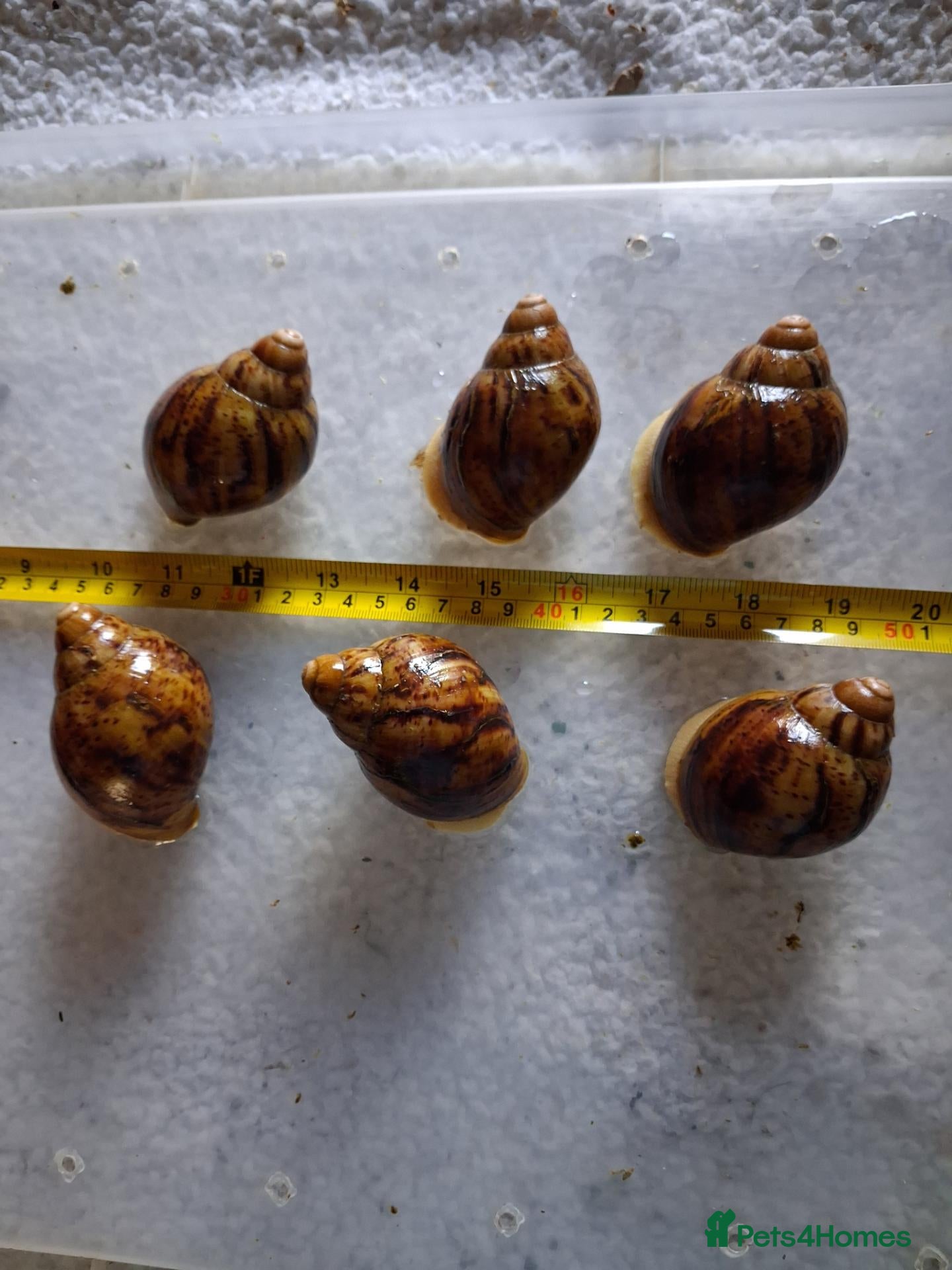 Snails invertebrates Archachatina Marginata Ovum silver/white GALs - Advert 11