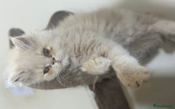 Persian cats for sale: Pedigree Persian female kittens for sale - Image 8