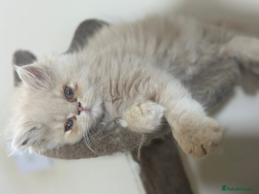 Persian cats for sale: Pedigree Persian female kittens for sale - Image 8